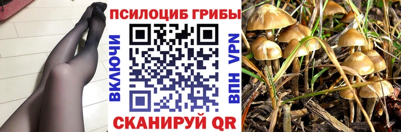 наркота  Киселёвск  Псилоцибиновые грибы Psilocybe 